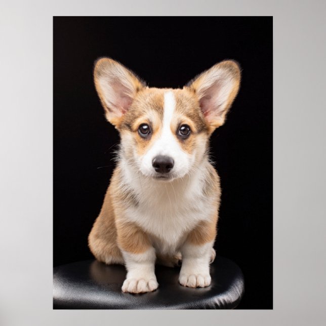 Poster Bebês Mais Pobres | Corgi Puppy Em Pé (Frente)
