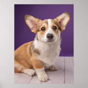 Poster Bebês Mais Pobres   Corgi Puppy em roxo