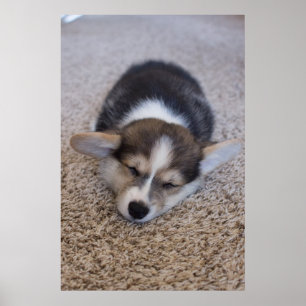 Poster Bebês Mais Pobres Corgi Puppy em Shag Rug