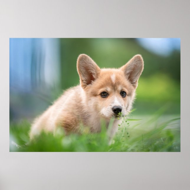 Poster Bebês Mais Pobres | Corgi Puppy no Yard (Frente)