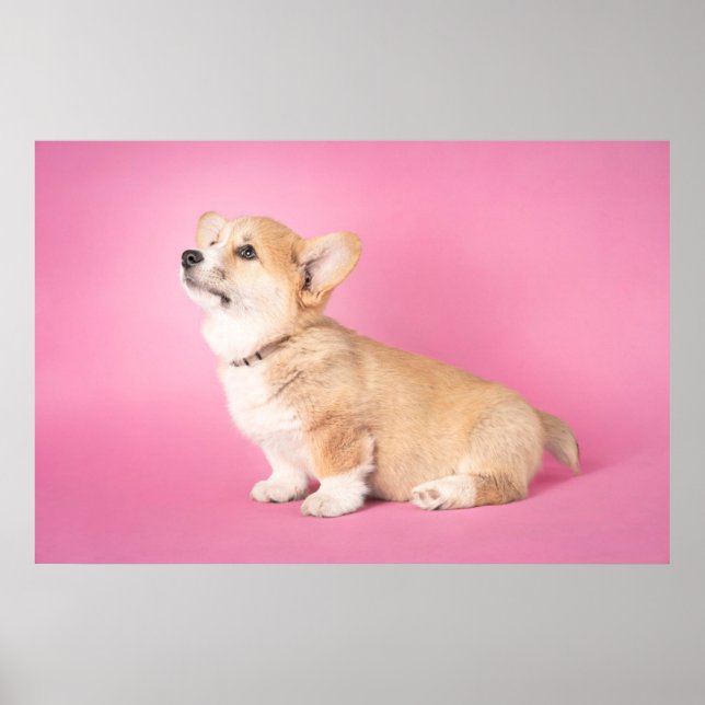 Poster Bebês Mais Pobres | Corgi-Puppy rosa (Frente)