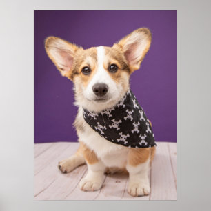 Poster Bebês Mais Pobres Corgi Puppy Skull Bandana