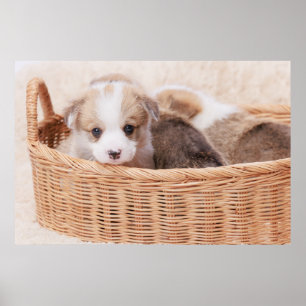 Poster Bebês Mais Pobres   Corgi Tiny Puppy