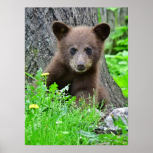 Poster Bebês Mais Pobres Cubo-Urso-Marrom