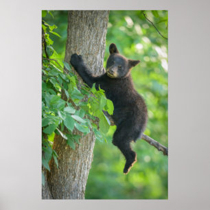 Poster Bebês Mais Pobres Cubo-Urso Negro