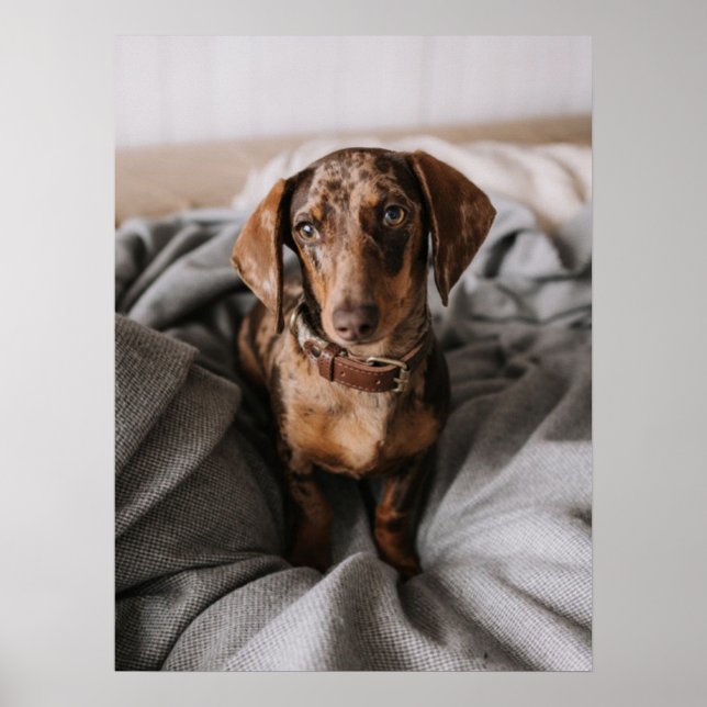 Poster Bebês Mais Pobres | Dachshund De Chocolate (Frente)