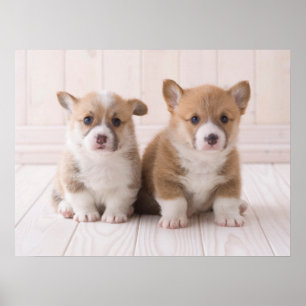 Poster Bebês Mais Pobres   Dois Bebês De Corgão