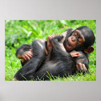 Bebês Mais Pobres | Dois jovens chimpanzés
