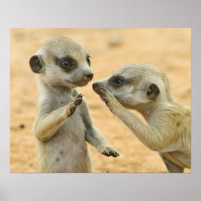 Poster Bebês Mais Pobres | Dois Jovens Meerkats (Frente)