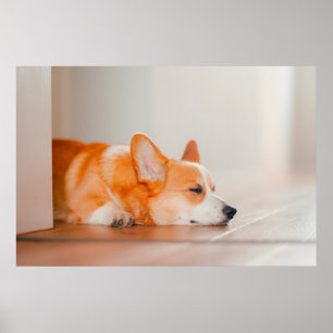Poster Bebês Mais Pobres Dormência De Corgi
