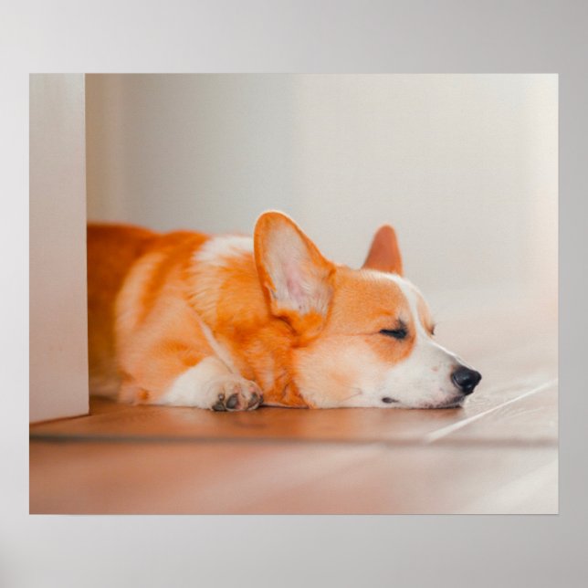 Poster Bebês Mais Pobres | Dormência De Corgi (Frente)