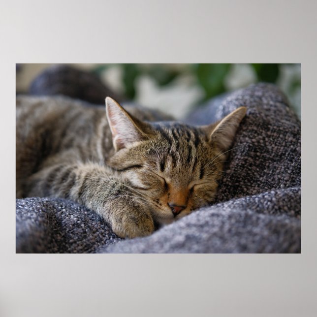 Poster Bebês Mais Pobres | Dormir De Tabby Kitten (Frente)