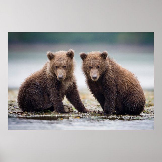 Poster Bebês Mais Pobres | Duas Cubas De Urso (Frente)