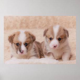 Poster Bebês Mais Pobres   Duas Estuppias De Corgi