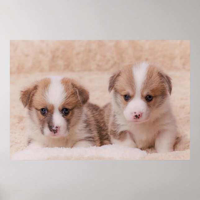Poster Bebês Mais Pobres | Duas Estuppias De Corgi (Frente)