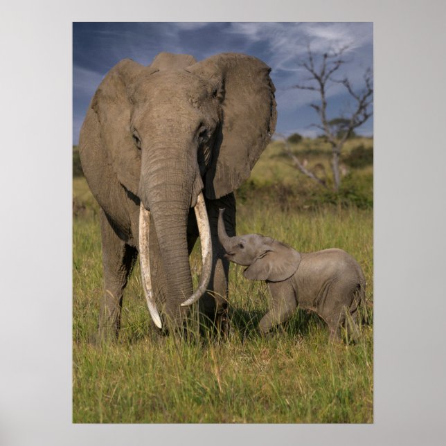 Poster Bebês Mais Pobres | Elefante Amama Com Bebê (Frente)