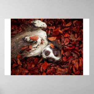 Poster Bebês Mais Pobres   Espanhol nas Folhas de outono