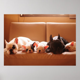 Poster Bebês Mais Pobres   Família Buldogue Francesa