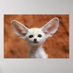 Poster Bebês Mais Pobres   Fennec Fox Pup