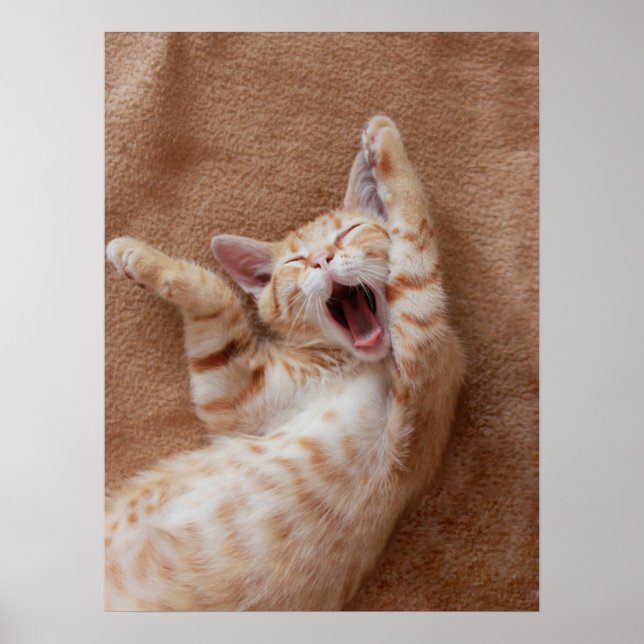 Poster Bebês Mais Pobres | Ginger Kitten Yawning (Frente)