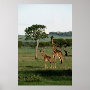 Poster Bebês Mais Pobres Giraffe Calf & Mama