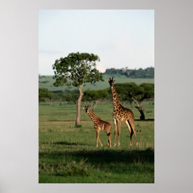 Poster Bebês Mais Pobres | Giraffe Calf & Mama (Frente)