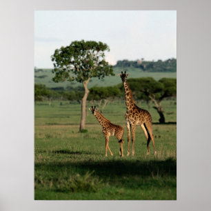 Poster Bebês Mais Pobres   Giraffe Calf & Mama