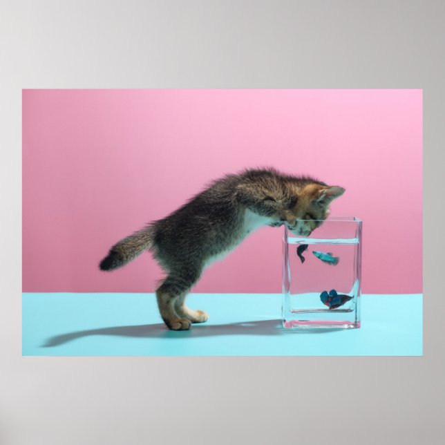 Poster Bebês Mais Pobres | Kitten Olhando para Fish Bowl (Frente)