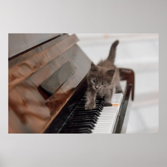 Poster Bebês Mais Pobres | Kitten on Piano (Frente)