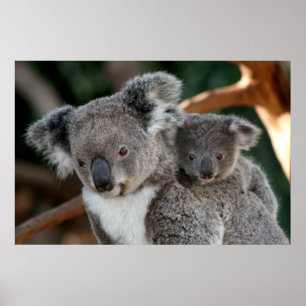 Poster Bebês Mais Pobres Koala e Joey