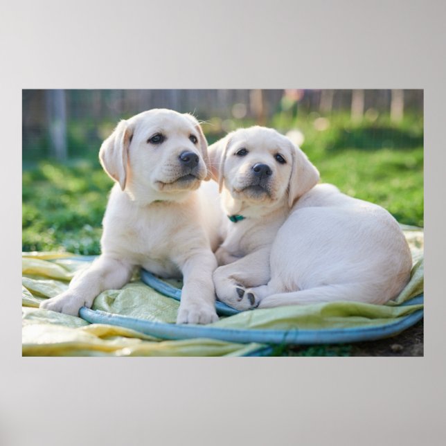 Poster Bebês Mais Pobres | Labrador Amarelo Retrievers (Frente)