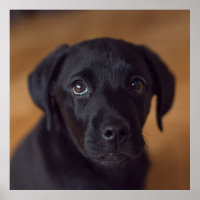 Bebês Mais Pobres | Labrador Preto