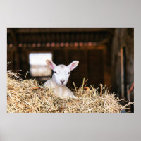 Bebês Mais Pobres | Lamas recém-nascidas