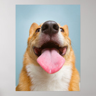Poster Bebês Mais Pobres Língua Corgi