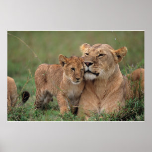 Poster Bebês Mais Pobres   Lion Cub & Mãe