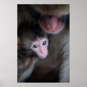 Poster Bebês Mais Pobres Macaco Baby Macaque e Mãe