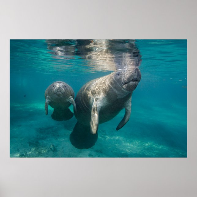 Poster Bebês Mais Pobres | Manateio e Bebê (Frente)