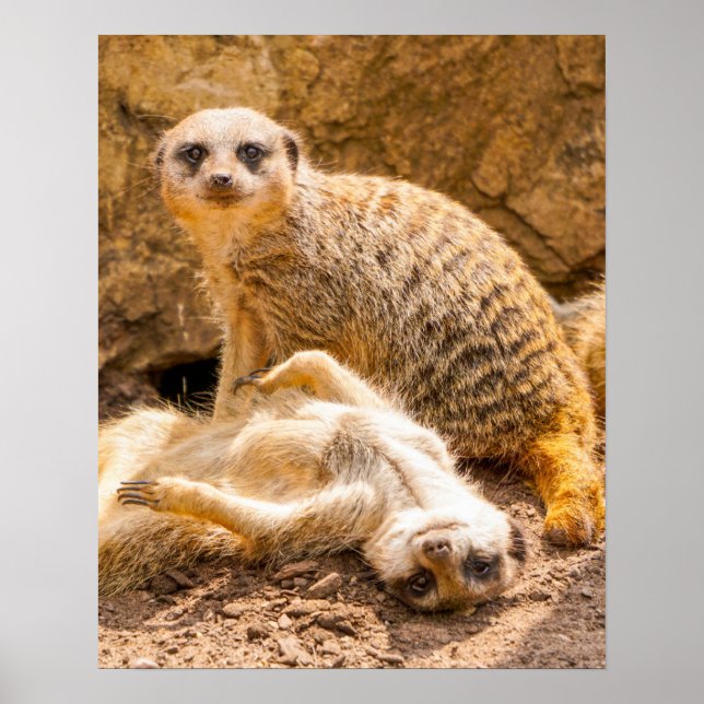 Poster Bebês Mais Pobres | Meerkats para Jovens (Frente)