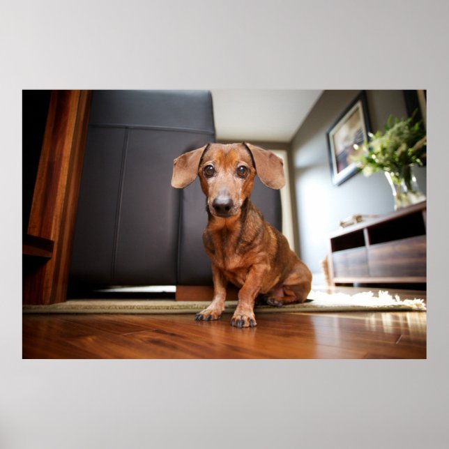 Poster Bebês Mais Pobres | Mini Dachshund Puppy (Frente)