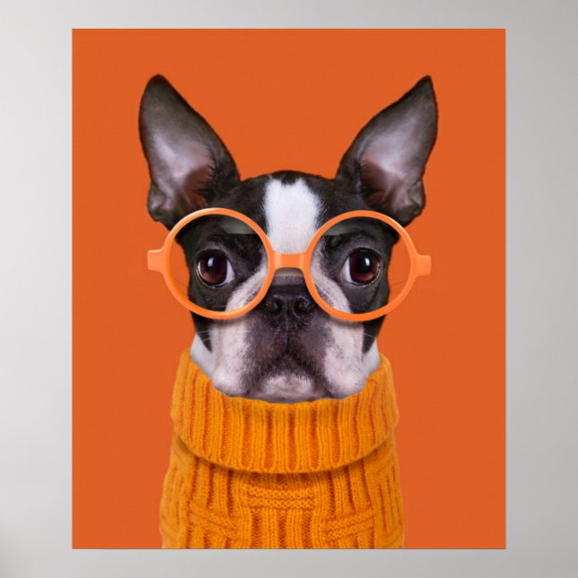 Poster Bebês Mais Pobres | Orange Boston Terrier (Frente)