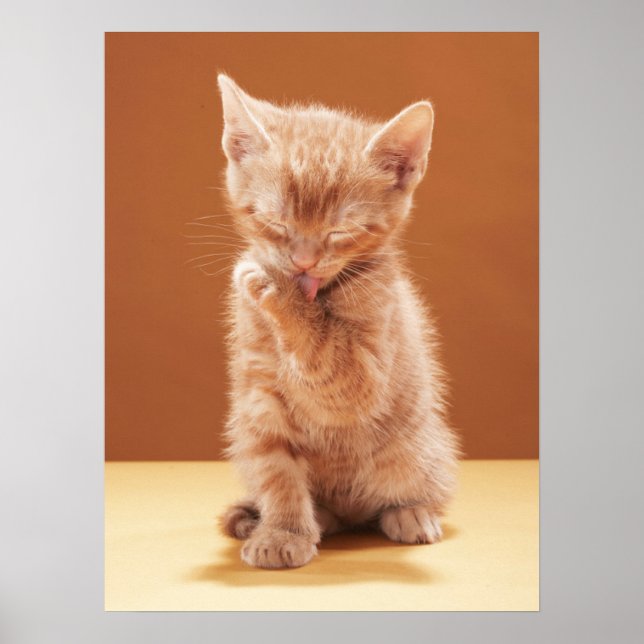 Poster Bebês Mais Pobres | Orange Tabby Kitten (Frente)