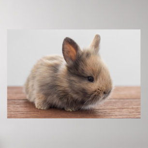 Poster Bebês Mais Pobres Pequeno Coelhinho