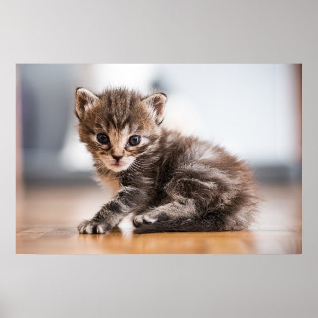 Poster Bebês Mais Pobres | Pequeno Tabby Kitten (Frente)