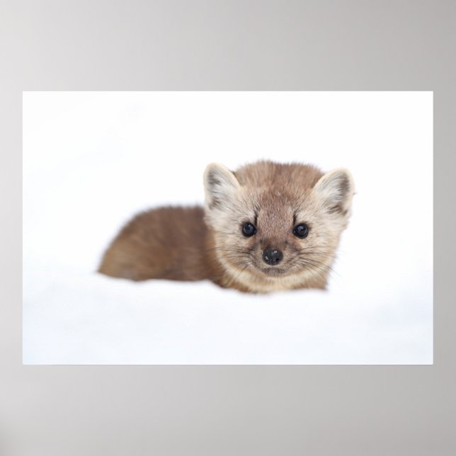 Poster Bebês Mais Pobres | Pine Marten (Frente)