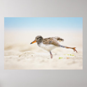 Poster Bebês Mais Pobres   Pintinho de Oystercatcher Amer