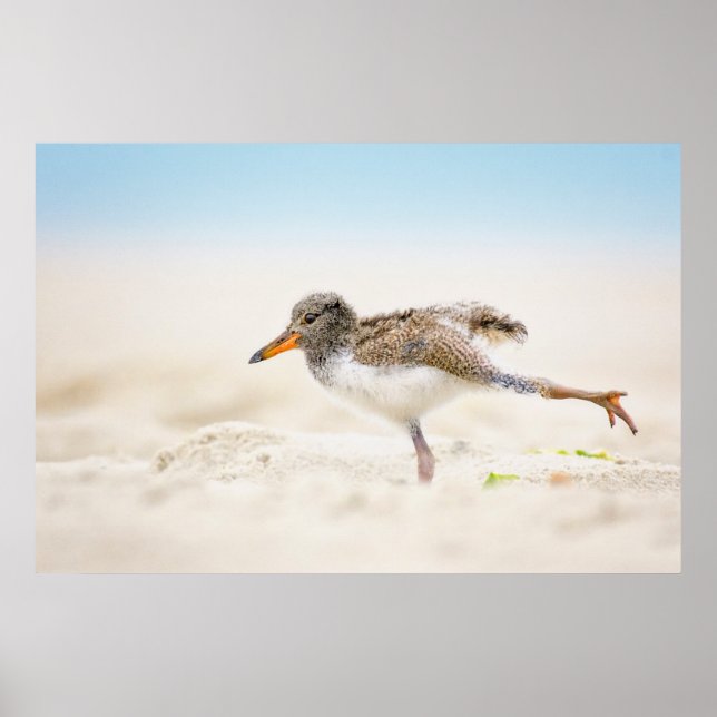 Poster Bebês Mais Pobres | Pintinho de Oystercatcher Amer (Frente)