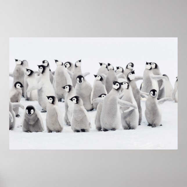 Poster Bebês Mais Pobres | Pintinhos Imperadores Pinguins (Frente)