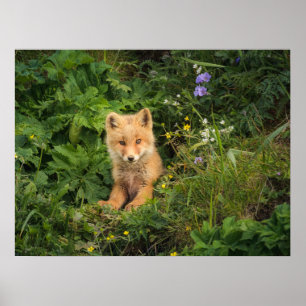 Poster Bebês Mais Pobres Red Fox em Umnak Alaska