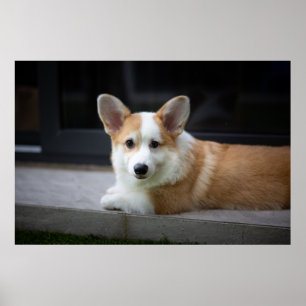 Poster Bebês Mais Pobres   Relaxamento do Corgi Puppy
