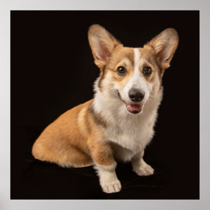 Poster Bebês Mais Pobres   Retrato de Corgi a preto